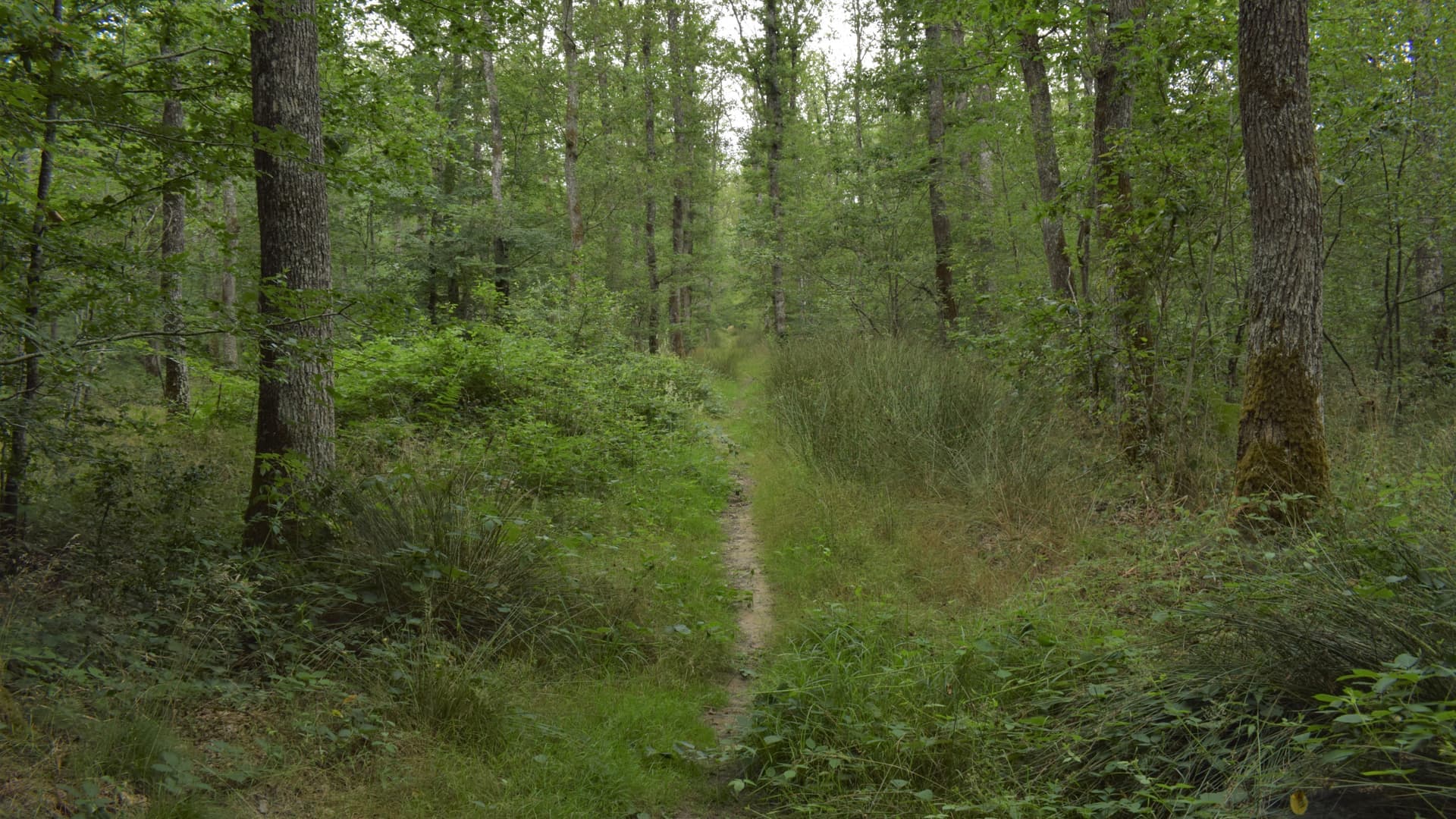 Un chemin de la forêt de Moulière, massif boisé qui borde la commune de Montamisé